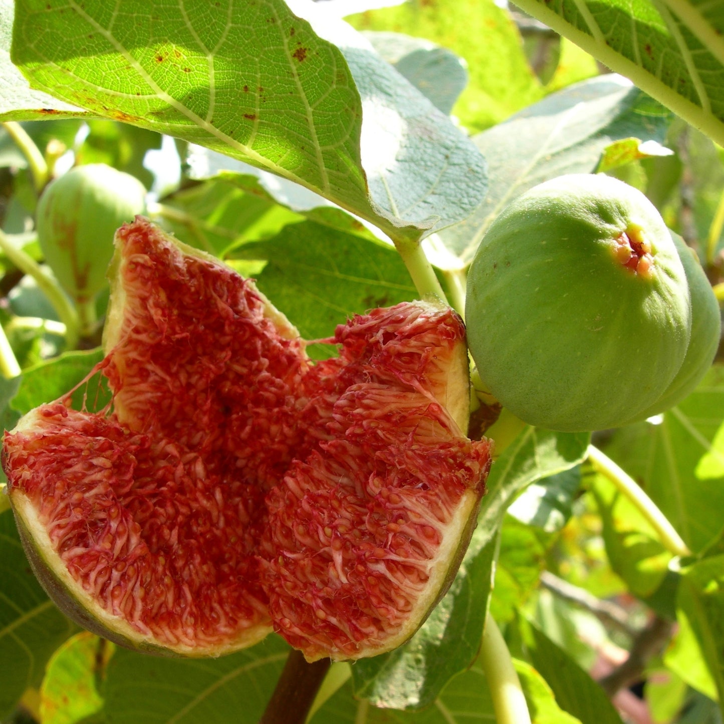 Fig Tree "Chicago Hardy" Set of 4 starter live plants