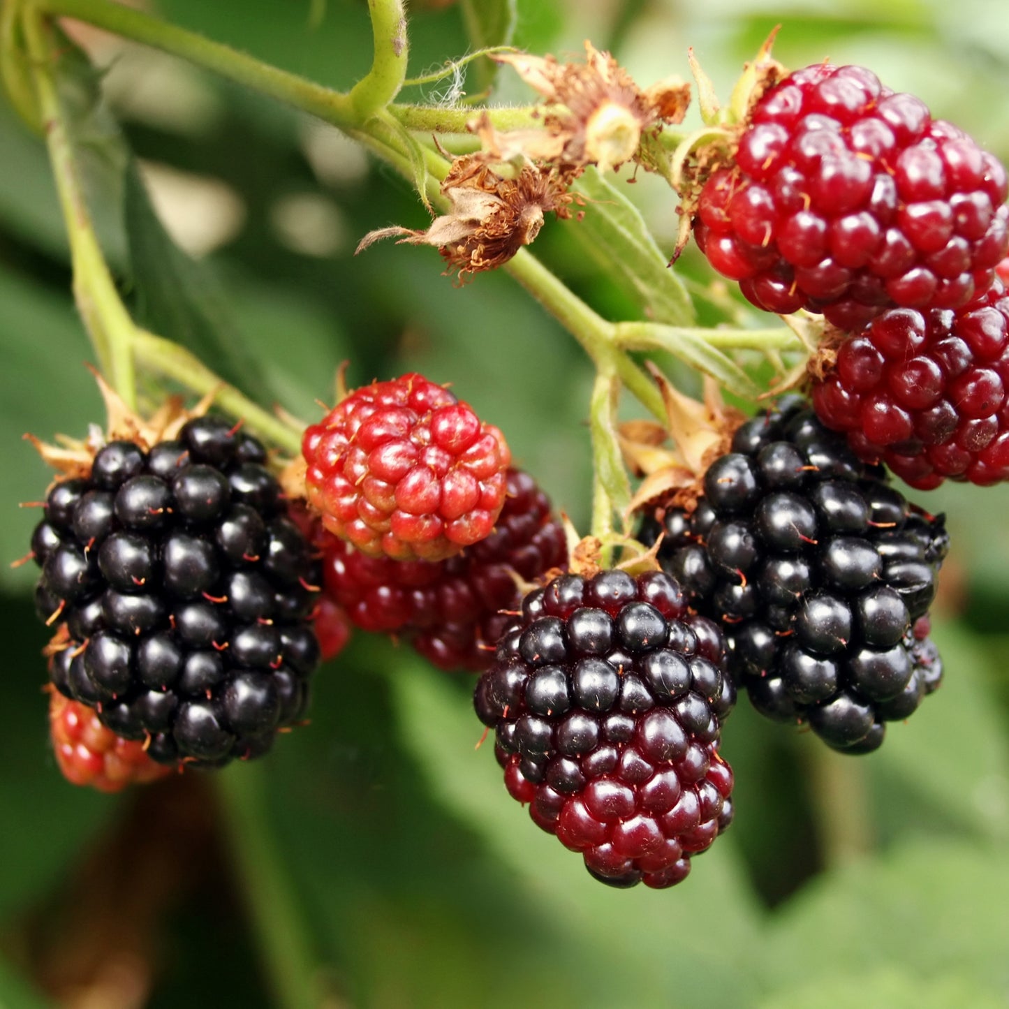 BlackBerry Plants "Sweetie Pie" Set of 4 Starter Live Plants