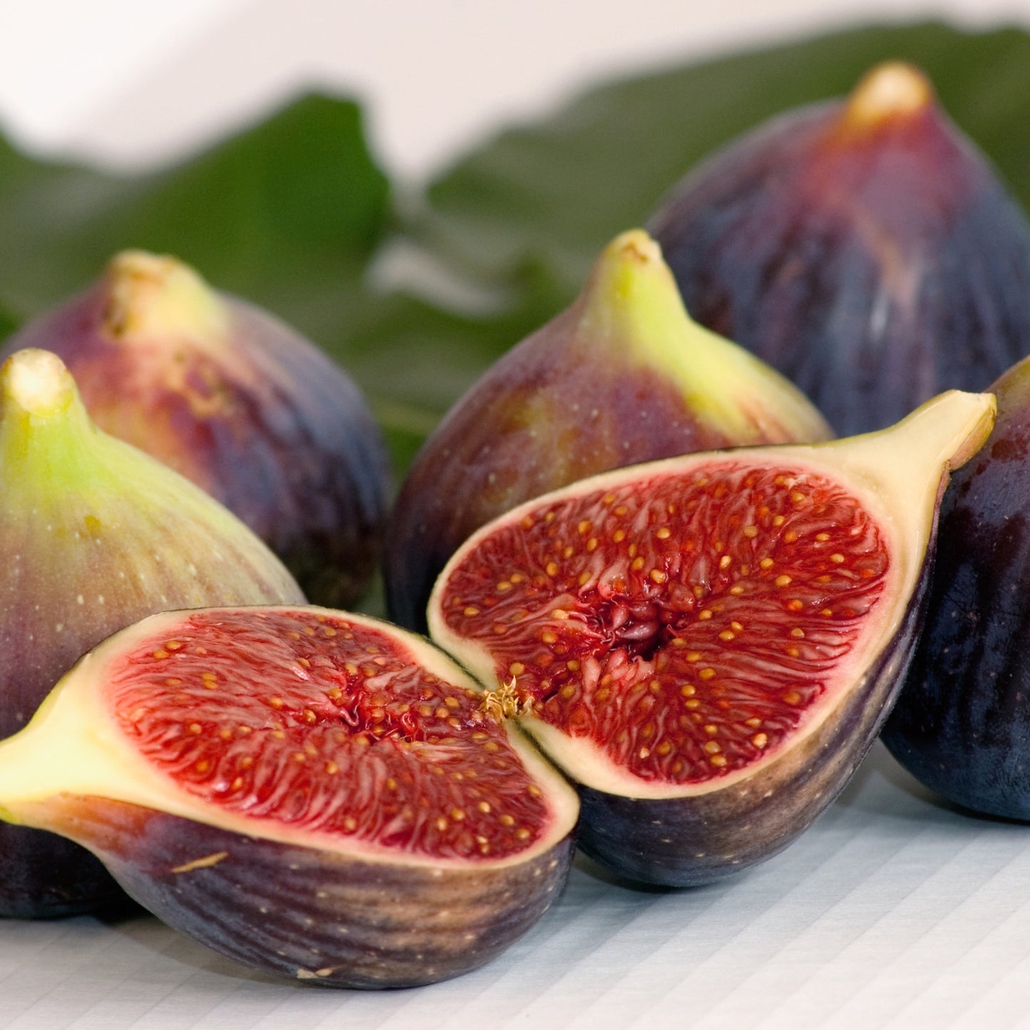 Fig Tree "Chicago Hardy" Set of 4 starter live plants
