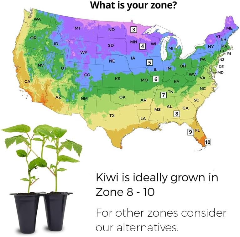 Kiwi Plants Collection (4 Pack) – 2 Tomuri Male + 2 Vincent Female Live Plants for Planting, Self‑Supporting Pollination Set for Home Edible Vine Garden