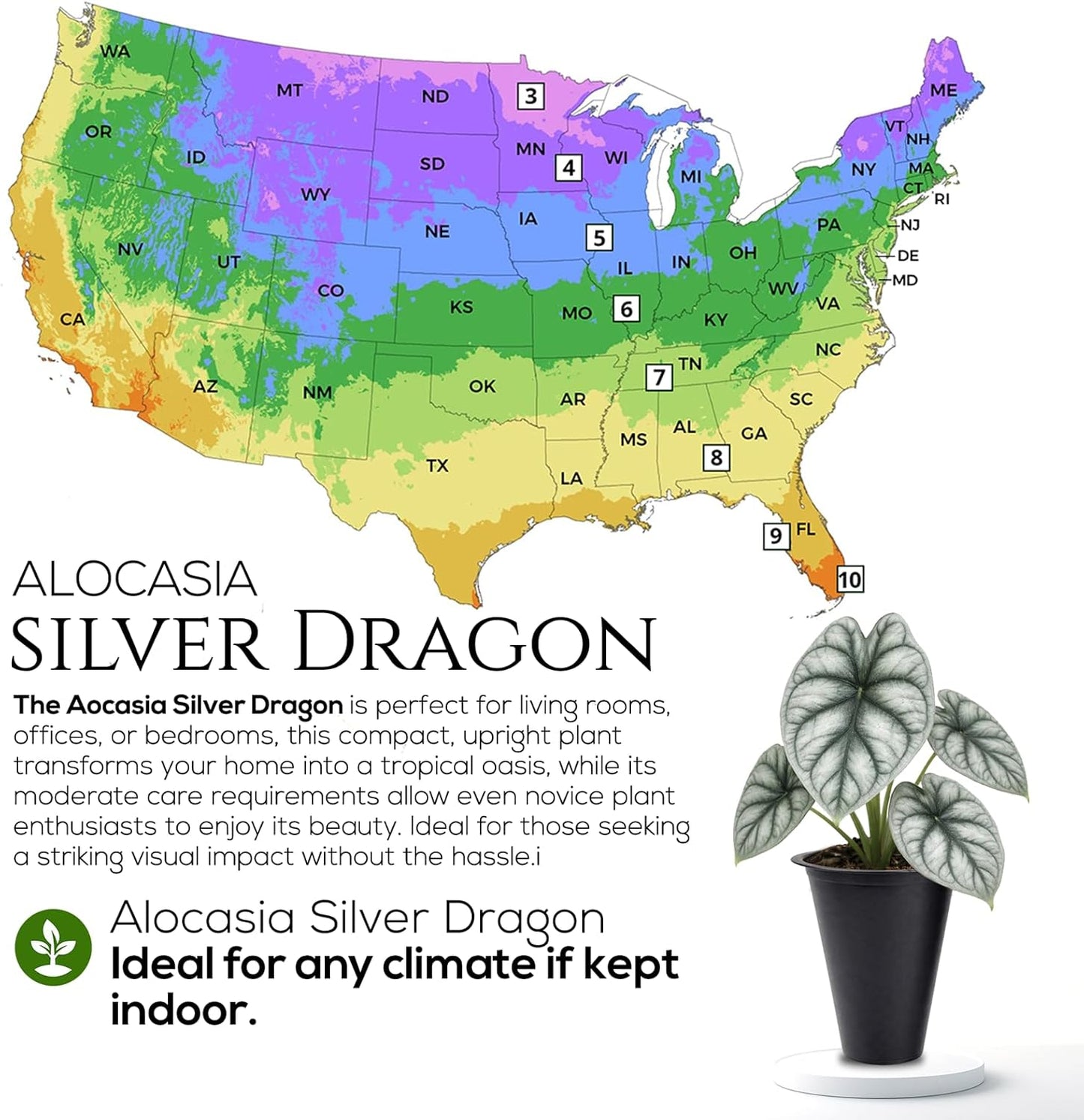 Alocasia Silver Dragon (4 Pack) Live Plant,Rare Indoor Alocasia,Silver Foliage Elephant Ear Plant,Tropical Houseplant Live, Starter Size Alocasia Plant,Houseplant for Home Decor and Indoor Growing