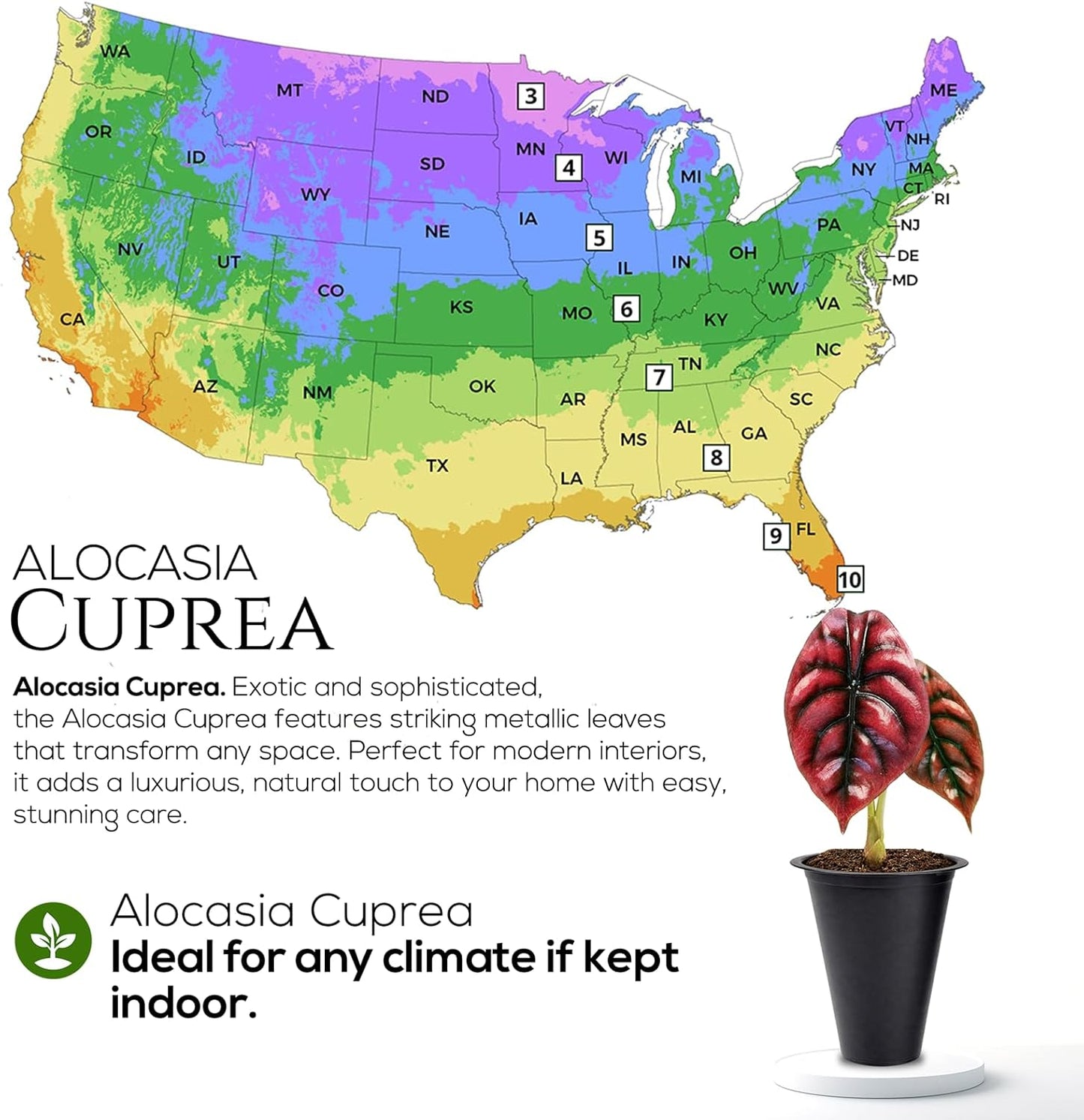 Alocasia Cuprea (4 Pack) Live Plant, Rare Indoor Alocasia, Metallic Leaf Elephant Ear, Tropical Houseplant Live, Starter Size Alocasia Plant, Exotic Foliage Houseplant for Home Decor Indoor Growing