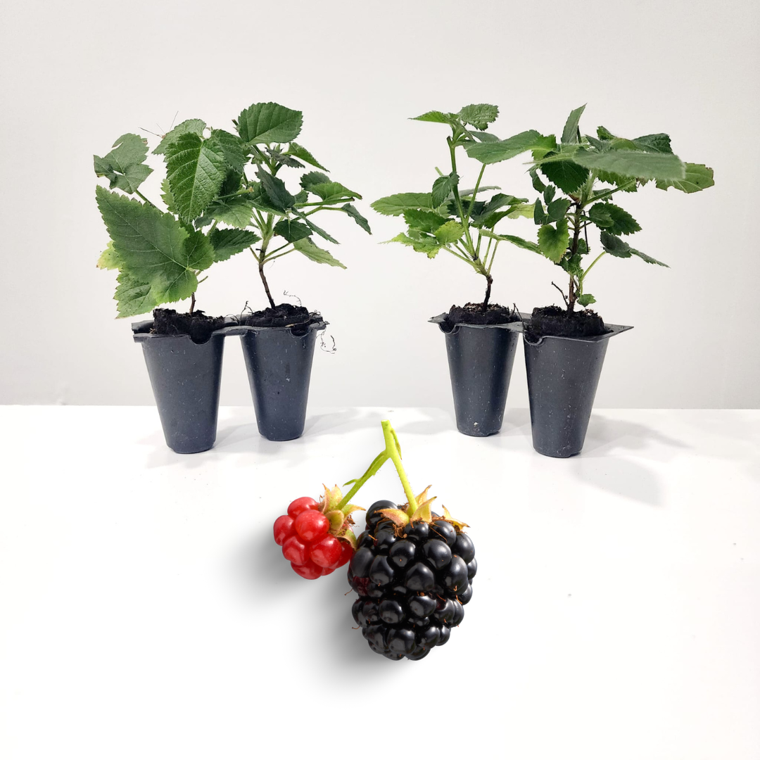 Berry Variety Pack – 4 Live Starter Plants – Grow Your Own Edible Berry Garden - View #2