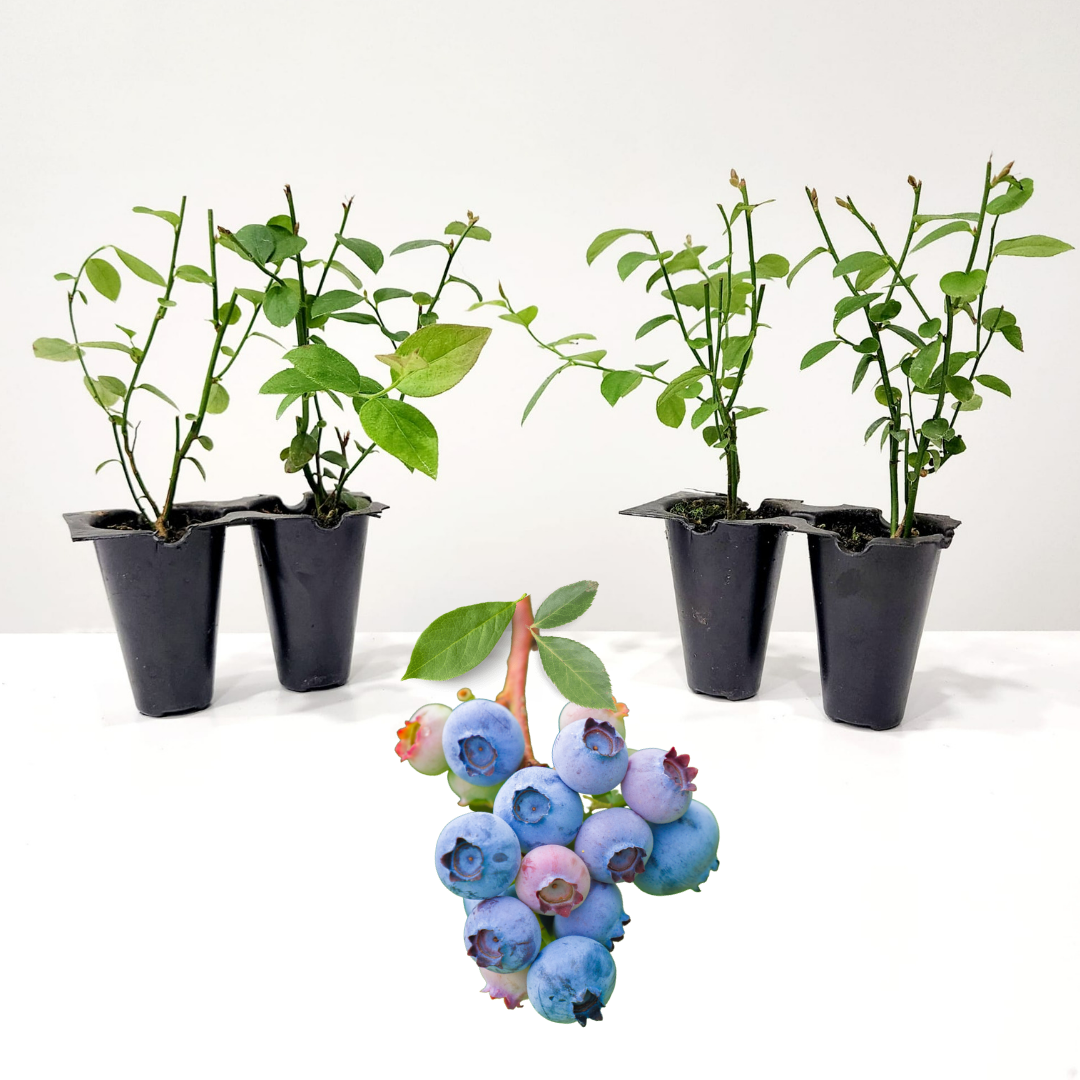 growing blueberry plants indoors Blueberry "Legacy". Set of 4 starter live plant. – Fam Plants