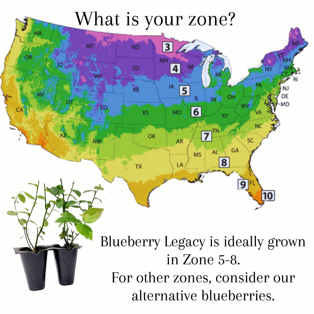Blueberry "Legacy". Set of 4 starter live plant.