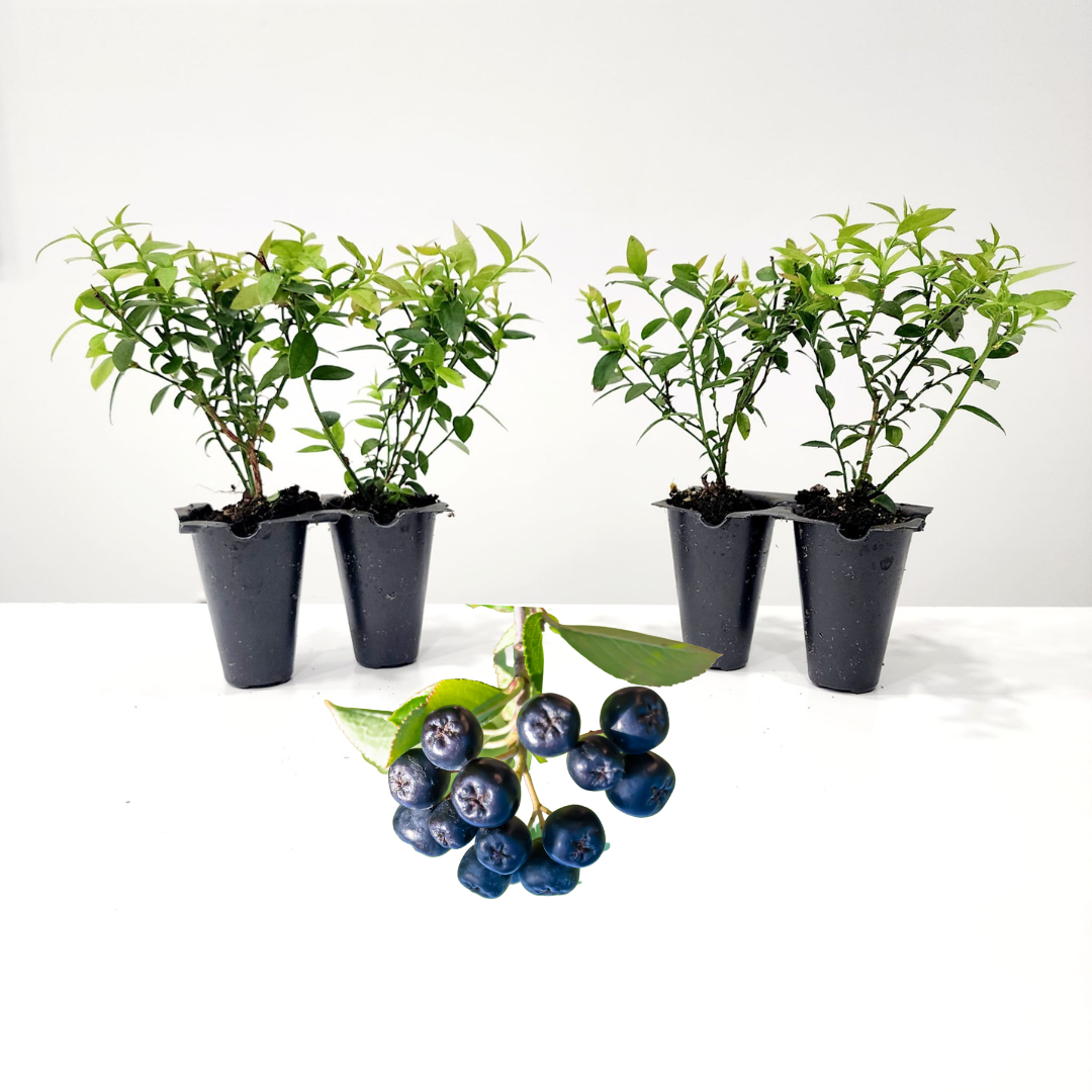 blueberry potted plants Blueberry "Top Hat". Set of 4 starter live plant – Fam Plants