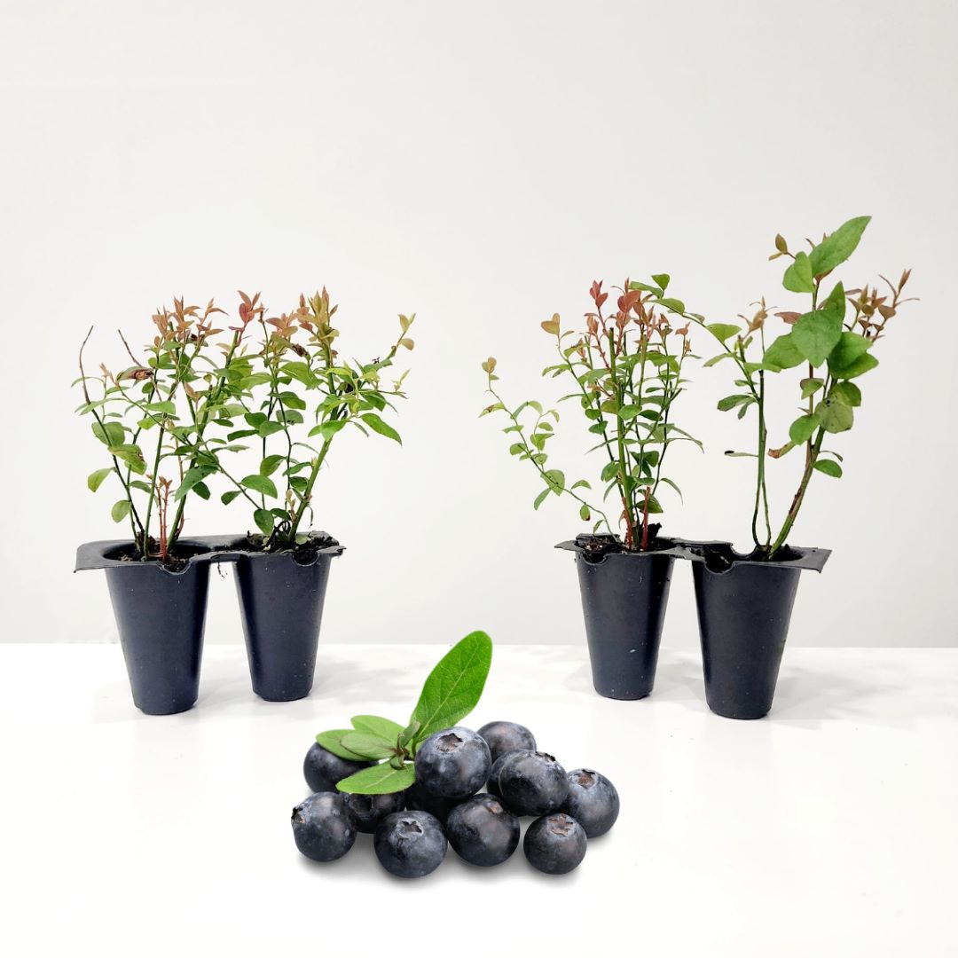 potted blueberry plant Blueberry "Chandler". Set of 4 Starts live plant – Fam Plants