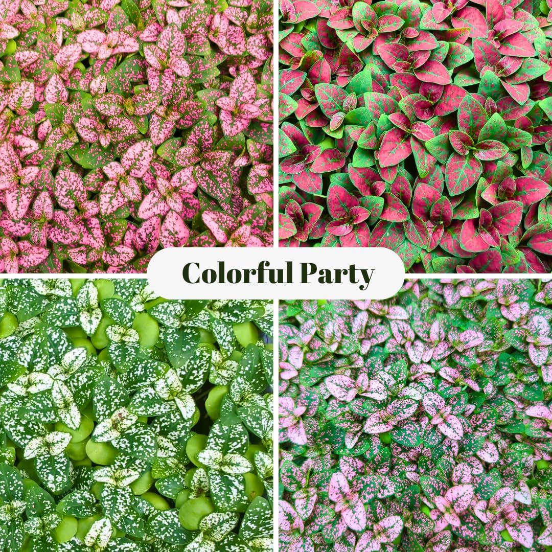 Polka Dot Plants, Set of 4 Live Plants in 2" Pot