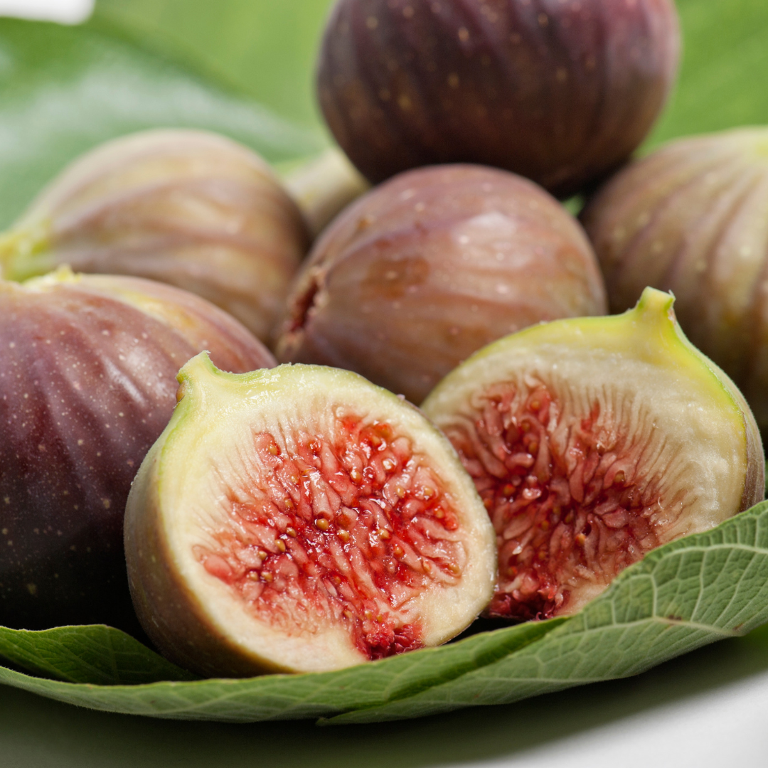 Fig Tree "Celeste". Set of 4 Starter Live Plants…