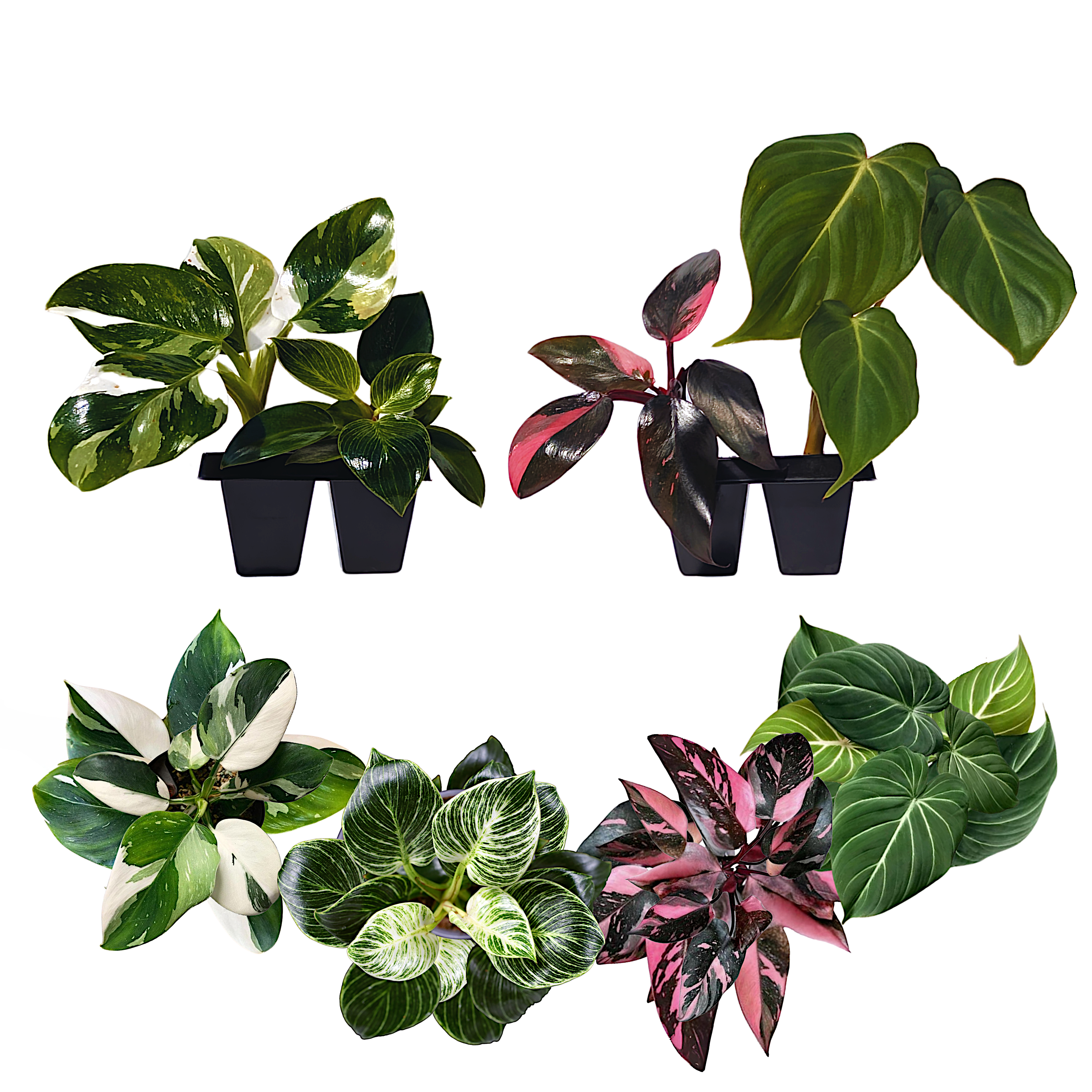 philodendron companion plants Philodendron Collection – 4 Exclusive Varieties in 2-Inch Pots