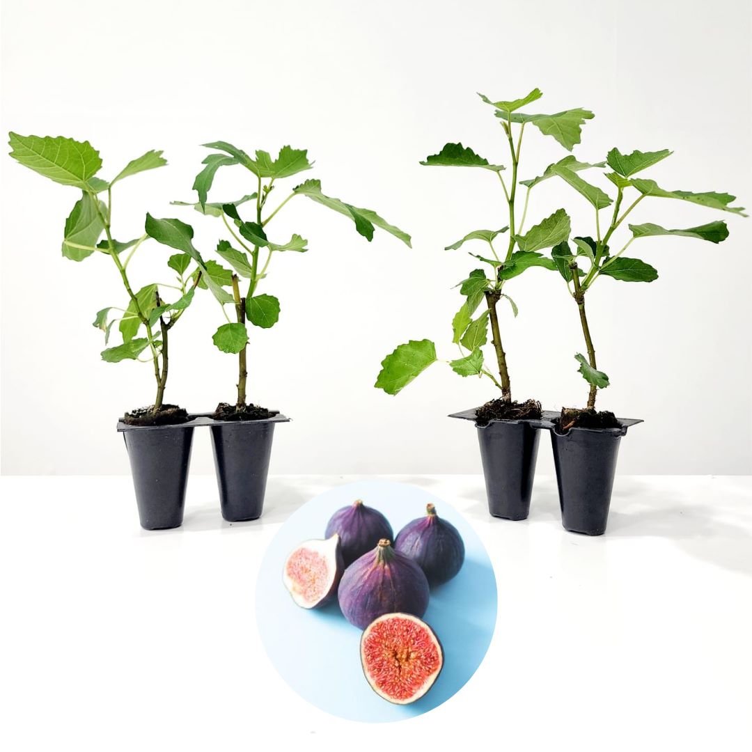 Fig Tree "Violette de Bordeaux" Set of 4 starter live plants Fam Plants