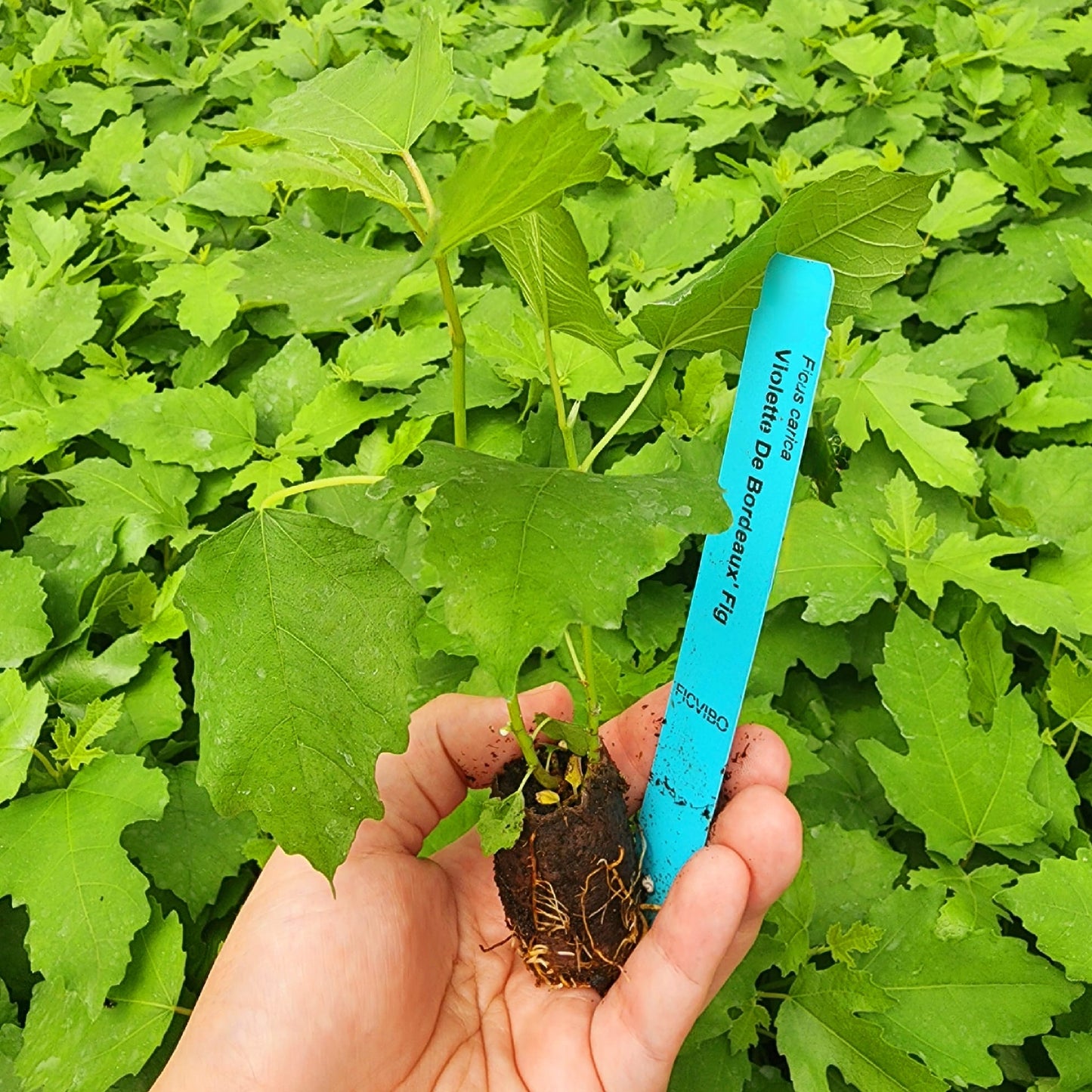Fig Tree "Violette de Bordeaux" Set of 4 starter live plants