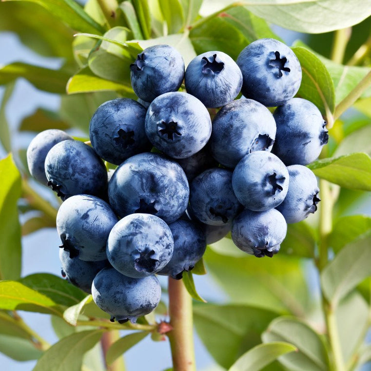 Blueberry "O'neal". Set of 4 starter live plants