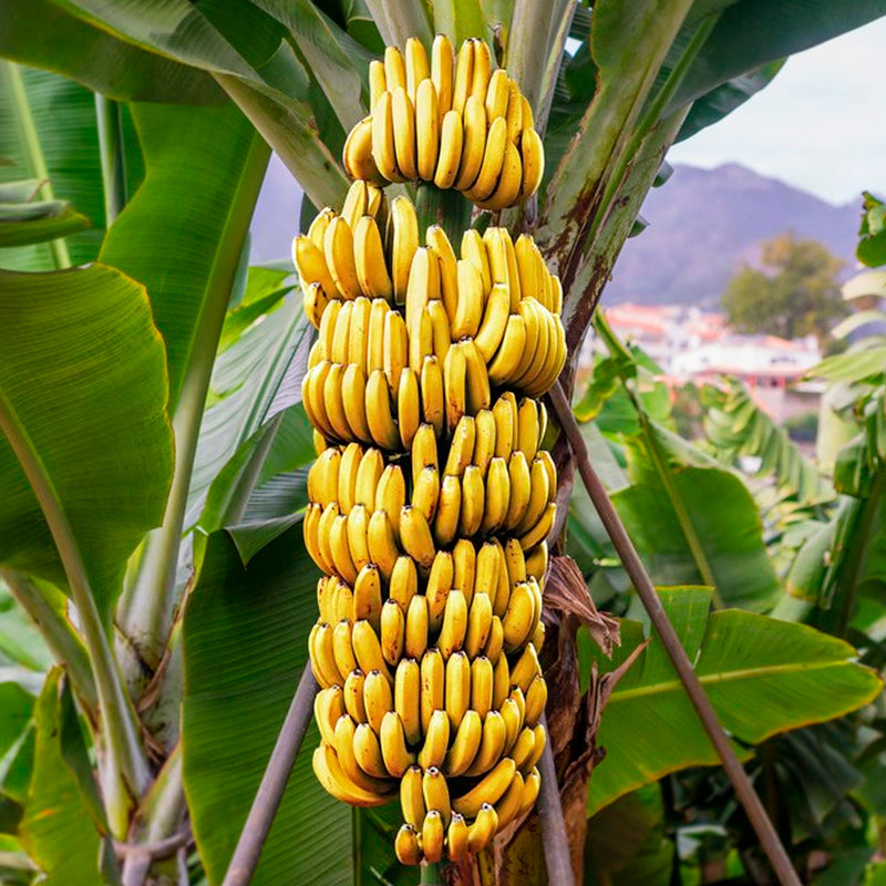 Banana "Grand Nain". Set of 4 starter live plants