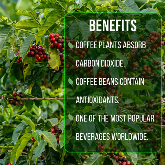 Coffee Plant Arabica, Set of 4 starter live plants