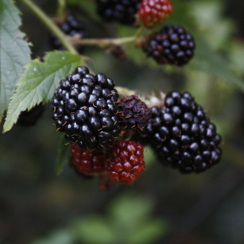 BlackBerry Plants "Kiowa" Set of 4 Starter Live Plants