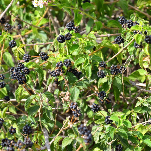 BlackBerry Plants "Kiowa" Set of 4 Starter Live Plants