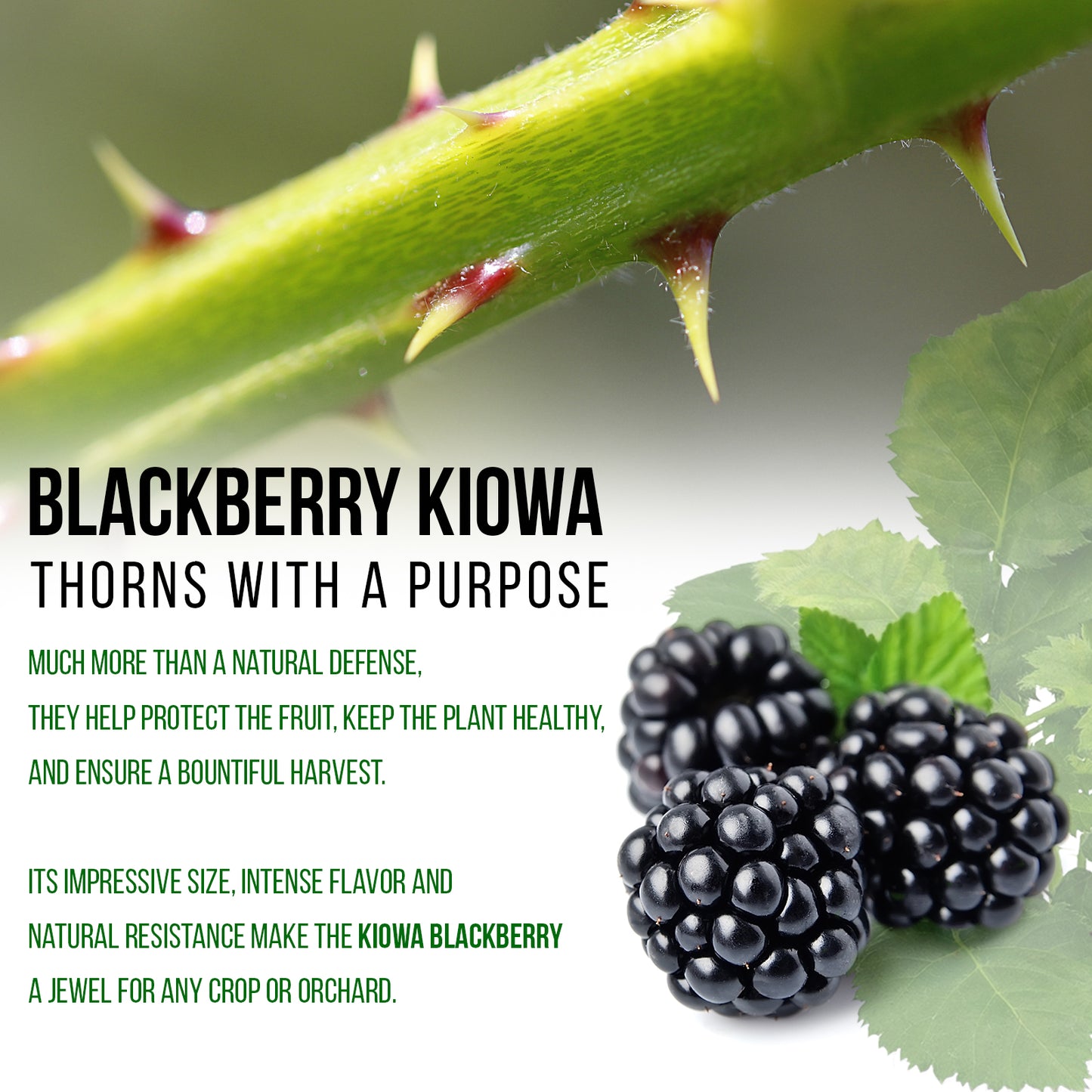 BlackBerry Plants "Kiowa" Set of 4 Starter Live Plants