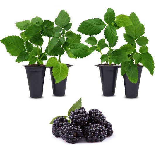 BlackBerry Plants "Sweetie Pie" Set of 4 Starter Live Plants