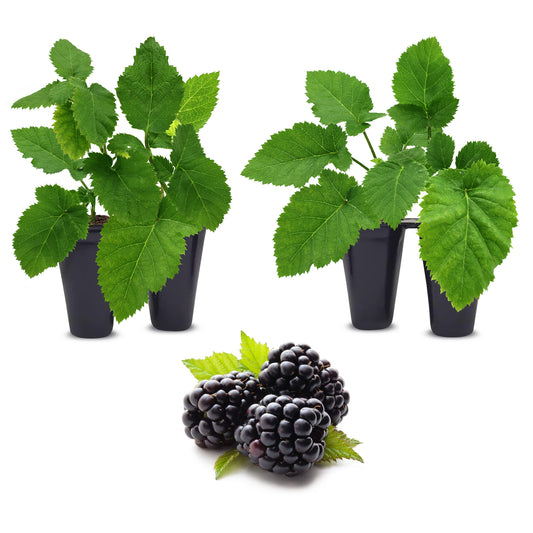 Blackberry "Triple Crown". Set of 4 Starts live plant