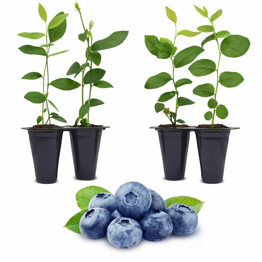 Blueberry "O'neal". Set of 4 starter live plants