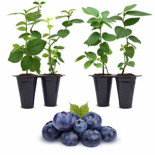 Blueberry "Reka". Set of 4 starter live plants