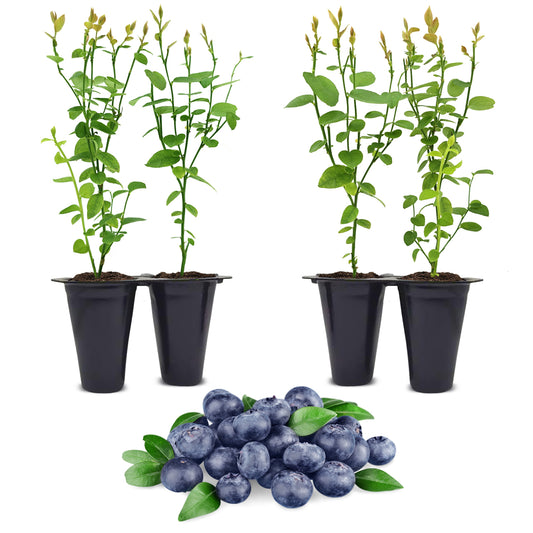 Blueberrry "Jewel". Set of 4 Starts live plant