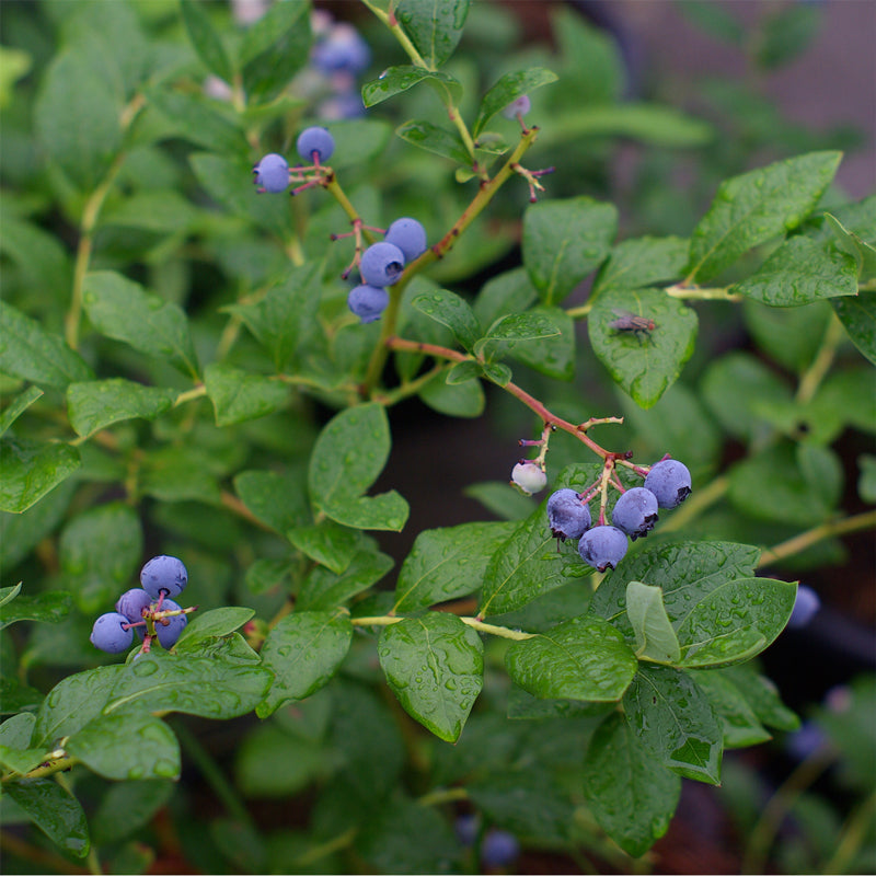 Blueberry "O'neal". Set of 4 starter live plants