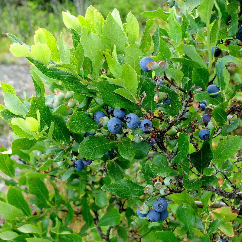 Blueberry "Reka". Set of 4 starter live plants
