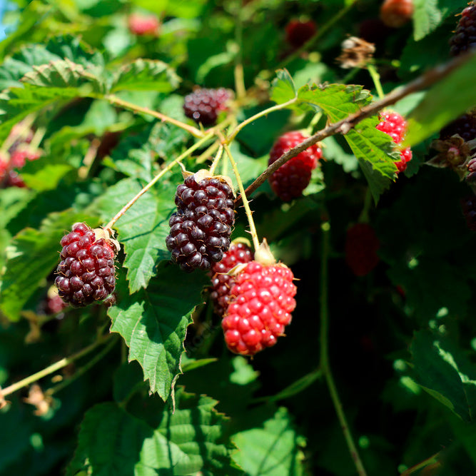 Berry Plant Boysenberry, Set of 4 starter live plants