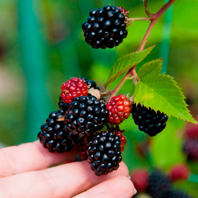 Berry Plant Boysenberry, Set of 4 starter live plants