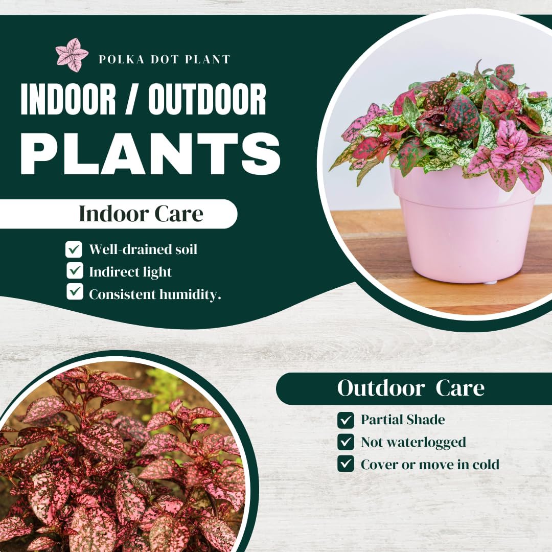 Polka Dot Plants, Set of 4 Live Plants in 2" Pot