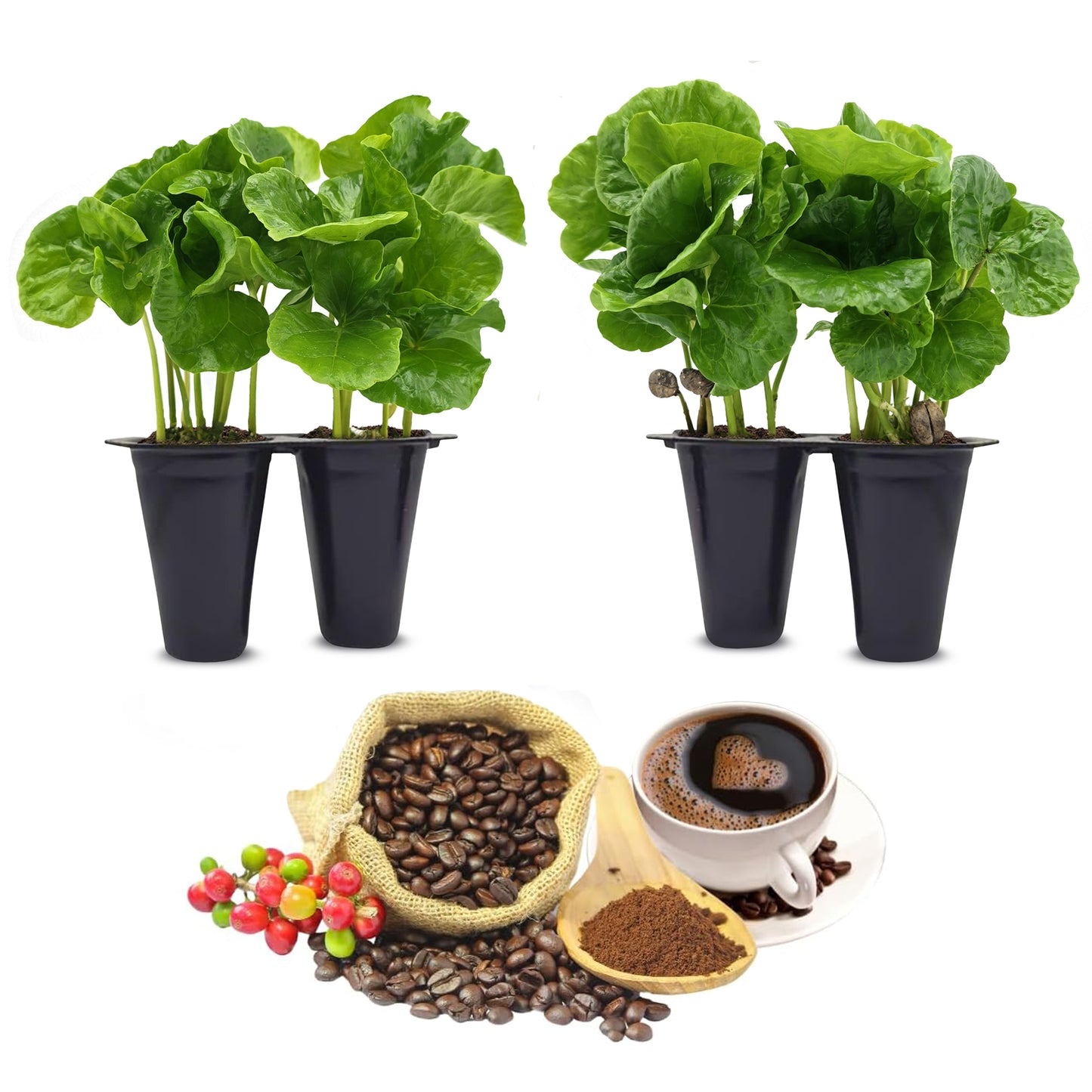 Coffee Plant Arabica, Set of 4 starter live plants