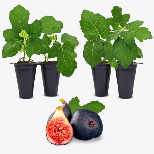 Fig Tree "Black Mission" Set of 4 starter live plants