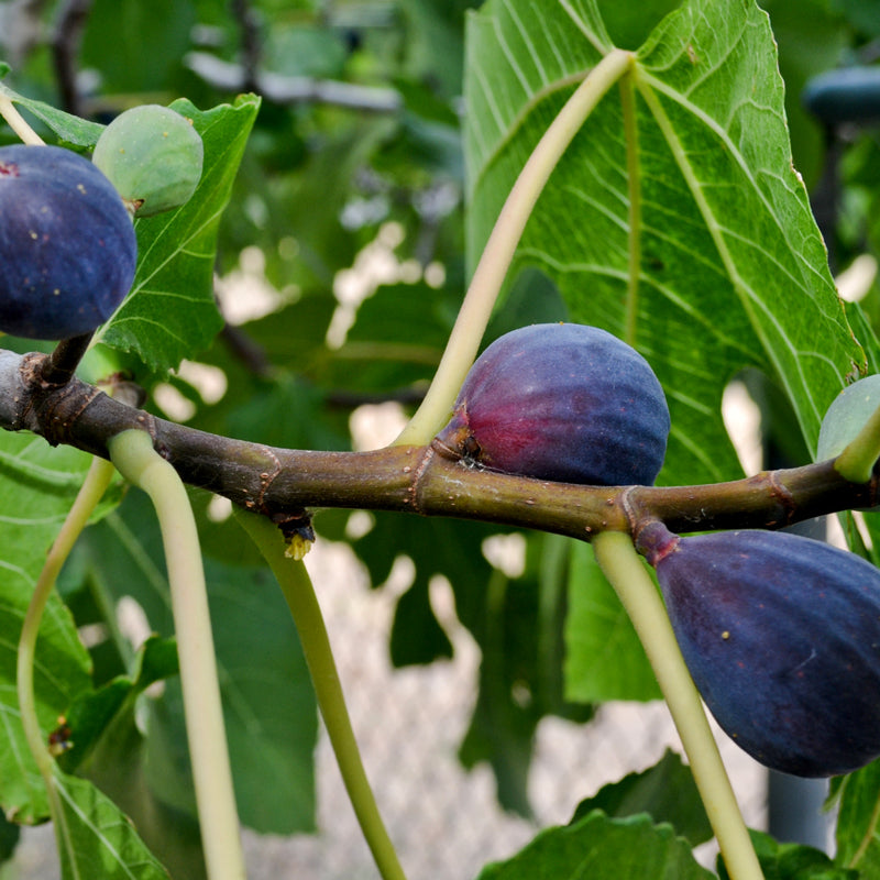 Fig Tree "Black Mission" Set of 4 starter live plants