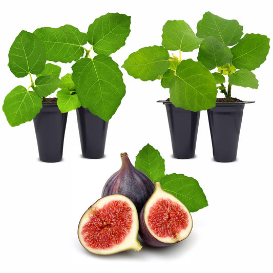 Fig Tree "Chicago Hardy" Set of 4 starter live plants