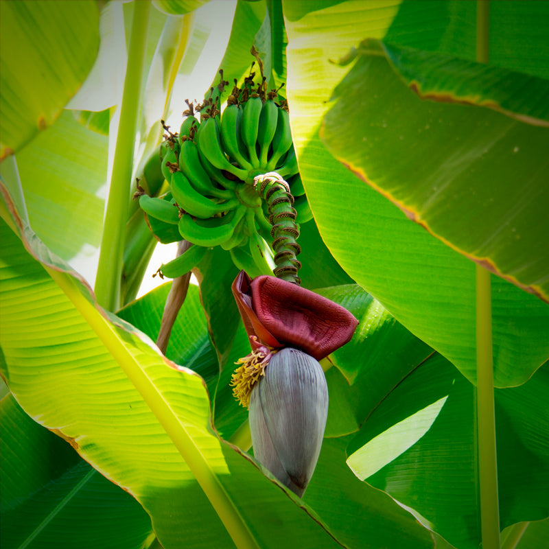 Banana "Grand Nain". Set of 4 starter live plants