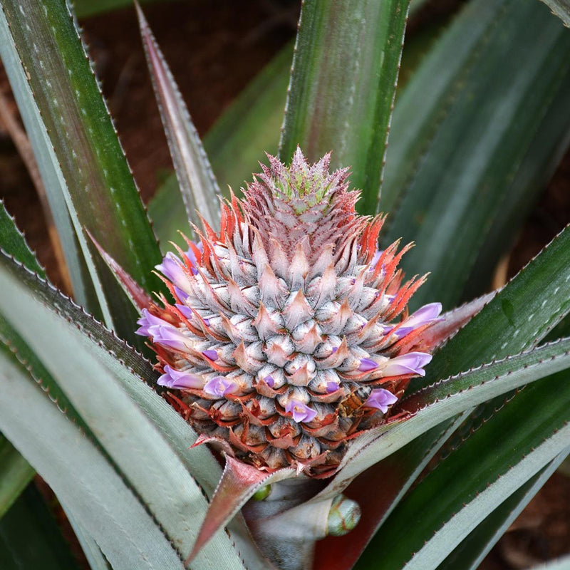 Pineapple "Elite Gold". Set of 4 starter live plants