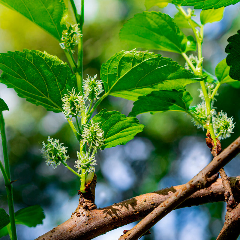 Mulberry "Dwarf Everbearing" Set of 4 starter live plants