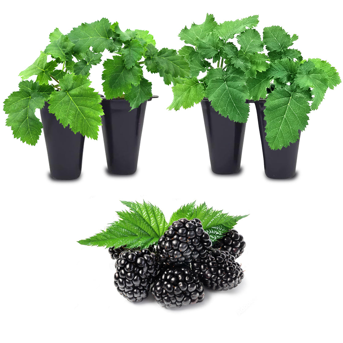 blackberry plants in pots Blackberry "Prime-Ark Freedom". Set of 4 Starts live plant – Fam Plants