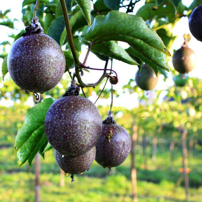 Passion Fruit (Maracuya) "Possum Purple" Set of 4 starter live plants.
