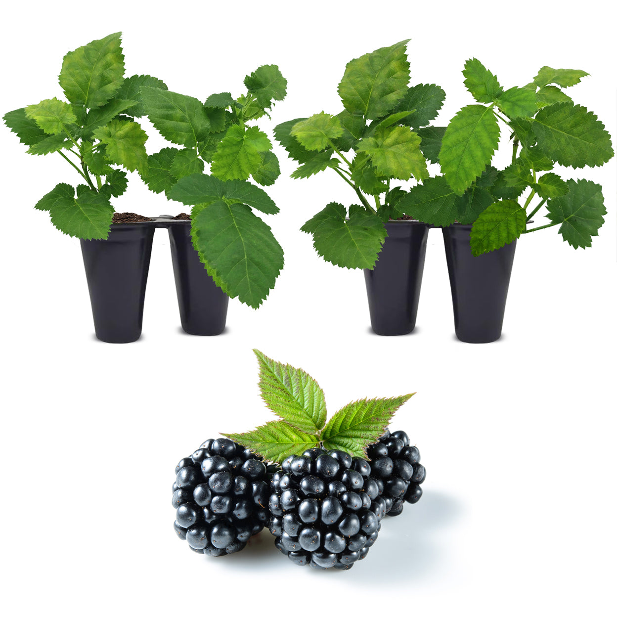 can i plant blackberry in a pot BlackBerry Plants "Kiowa" Set of 4 Starter Live Plants – Fam Plants