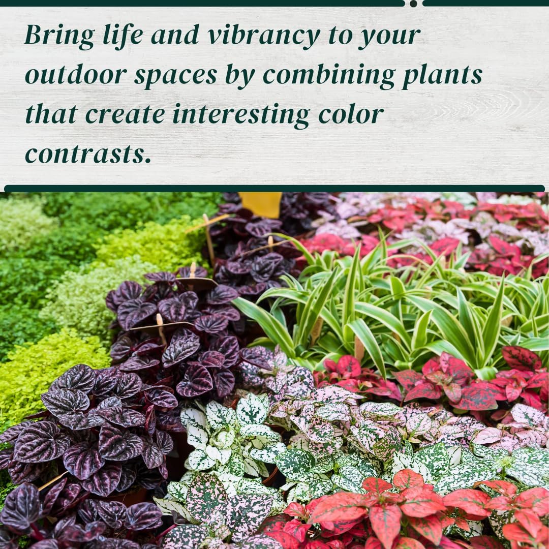 Polka Dot Plants, Set of 4 Live Plants in 2" Pot
