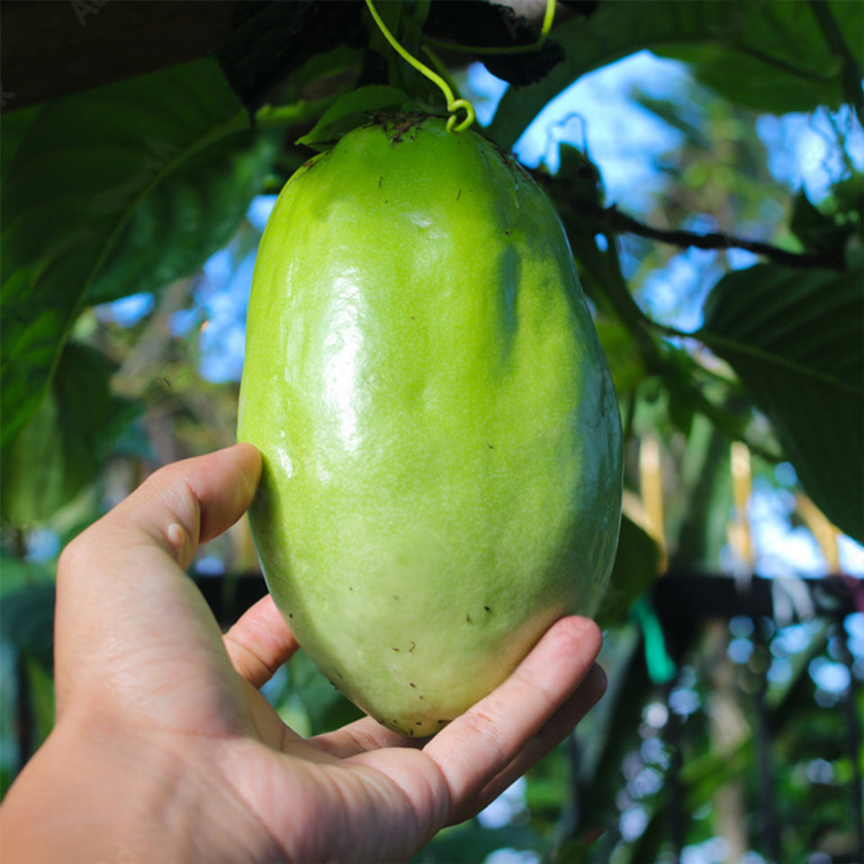 Passion Fruit "Giant Granadilla". Set of 4 starter live plants