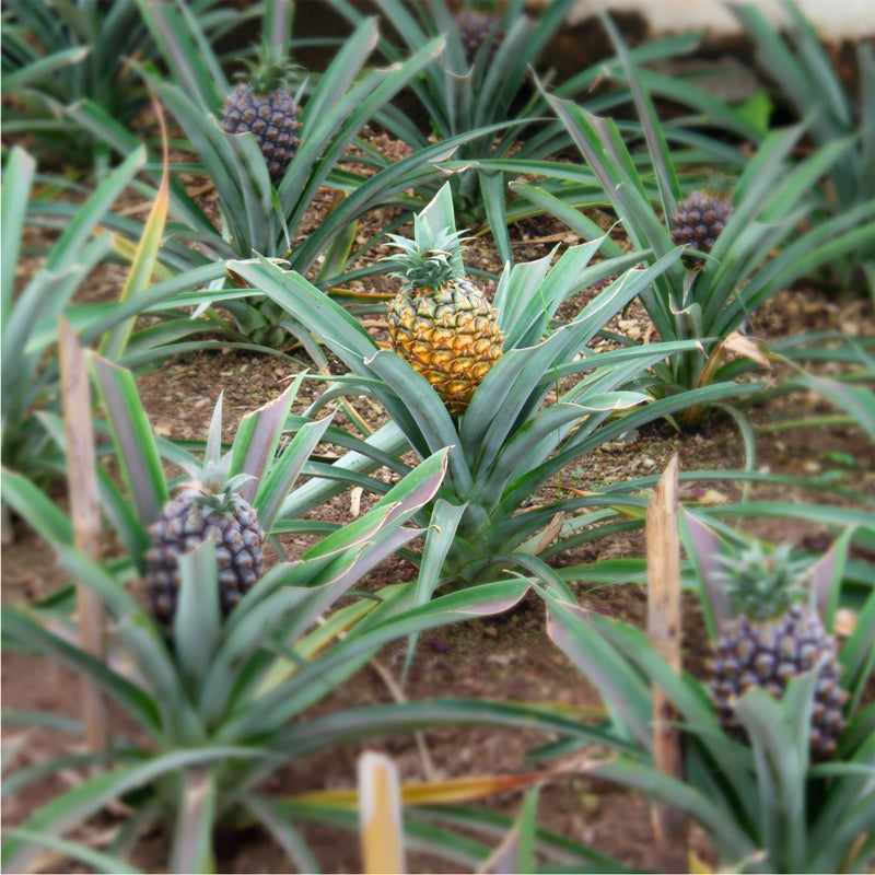 Pineapple "Elite Gold". Set of 4 starter live plants