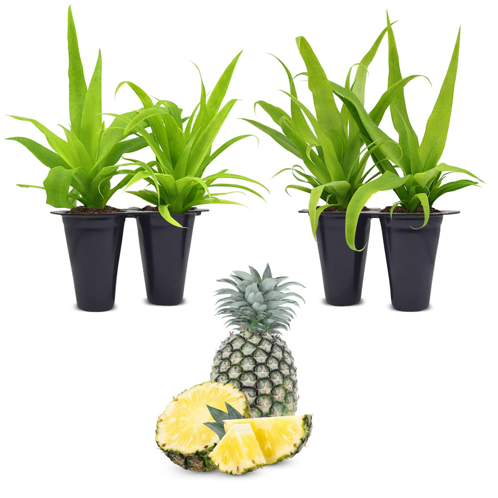 buy pineapple plant at different stages dr Pineapple "White Jade". Set of 4 starter live plants – Fam Plants