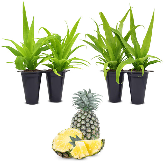 Pineapple "White Jade". Set of 4 starter live plants