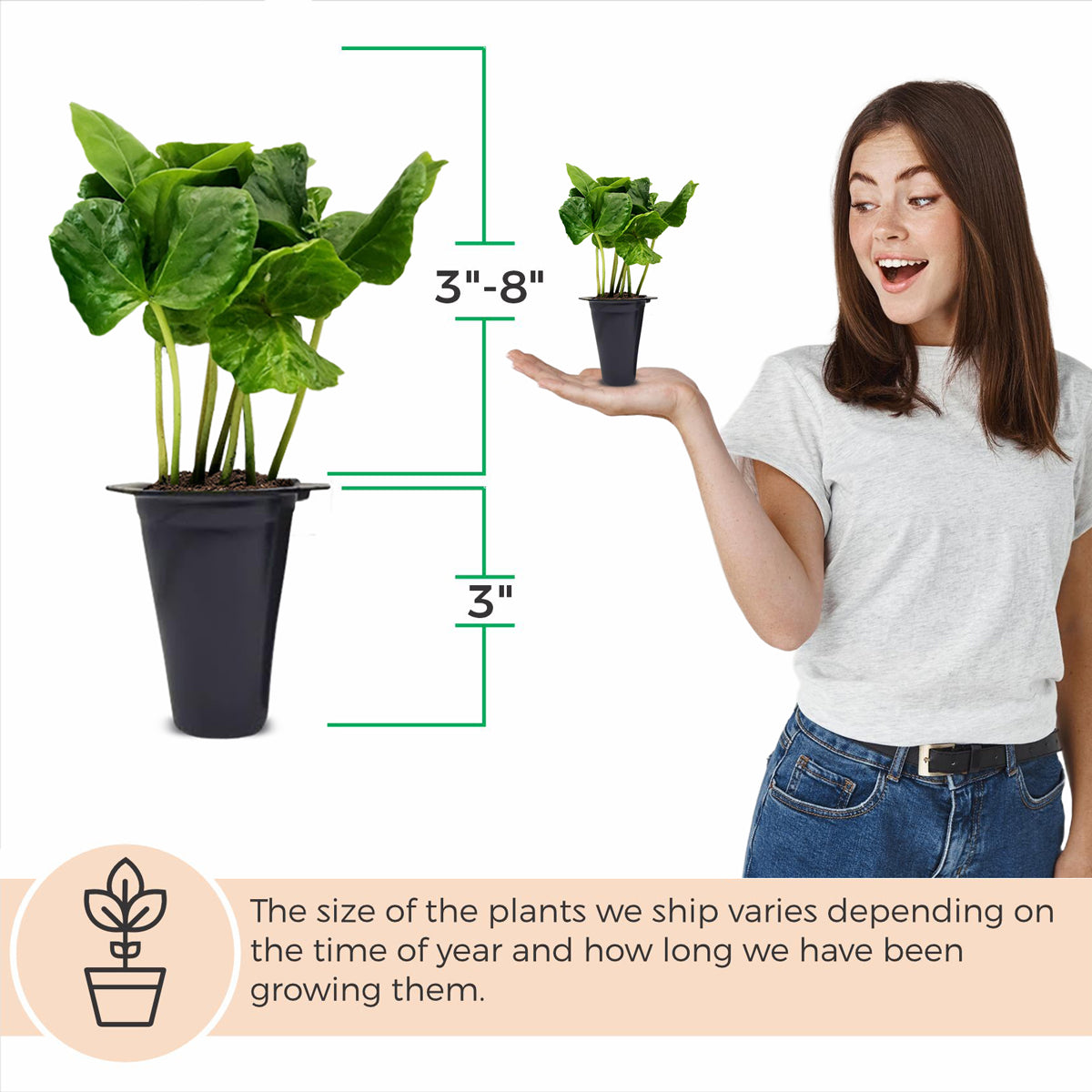 Coffee Plant Arabica, Set of 4 starter live plants
