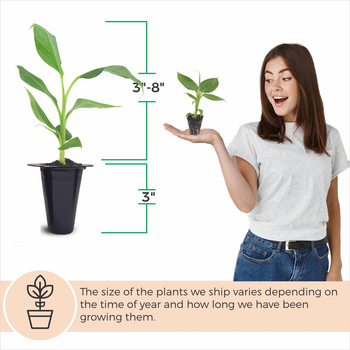 Banana "Grand Nain". Set of 4 starter live plants