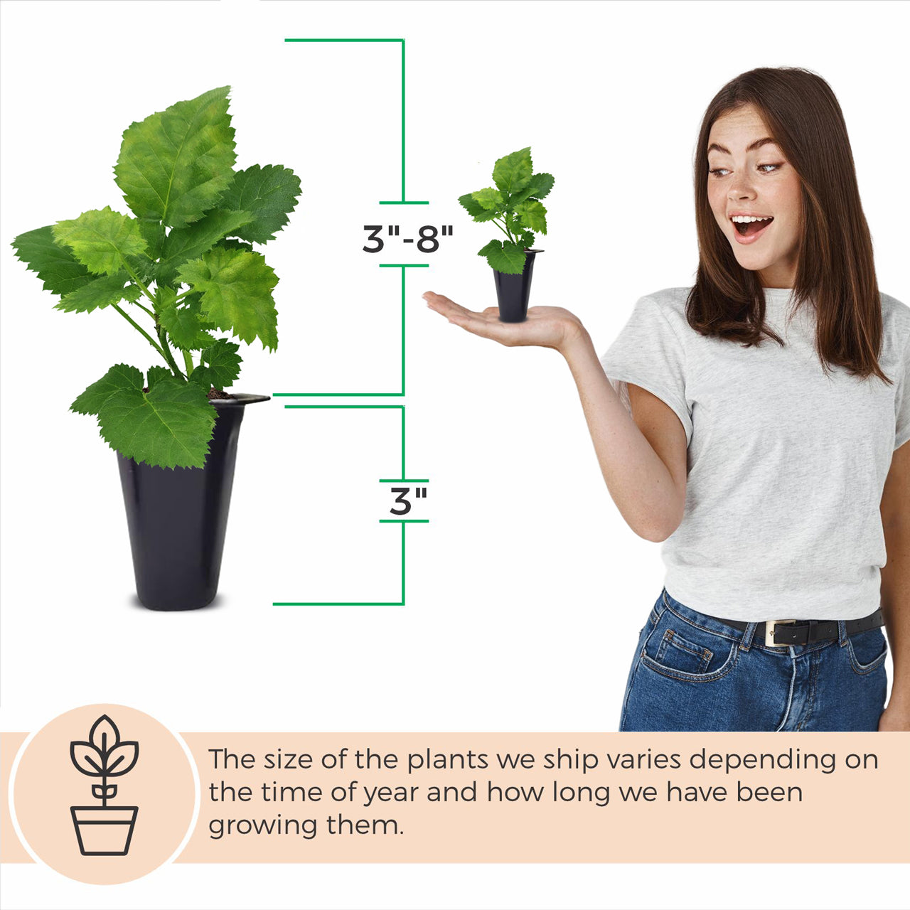BlackBerry Plants "Kiowa" Set of 4 Starter Live Plants